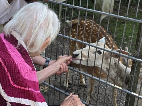 Eine ältere Frau mit weißem Haar füttert ein geflecktes Reh durch einen Metallzaun. Das Reh frisst aus ihrer Hand, während im Hintergrund weitere Rehe zu sehen sind.