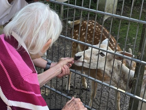 Eine ältere Frau mit weißem Haar füttert ein geflecktes Reh durch einen Metallzaun. Das Reh frisst aus ihrer Hand, während im Hintergrund weitere Rehe zu sehen sind.